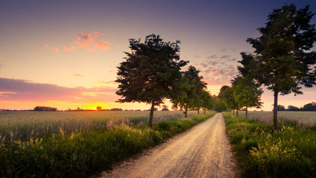 Dirt road trees sunset grass free wallpaper for desktop - medium preview image