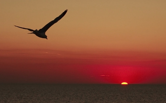 Bird ocean sunset red sky free wallpaper for desktop - medium preview image