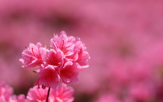 Pink flower closeup blurry background #2 free wallpaper for desktop - medium preview image