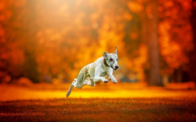 Dog jumping frisbee park autumn free wallpaper for desktop - medium preview image