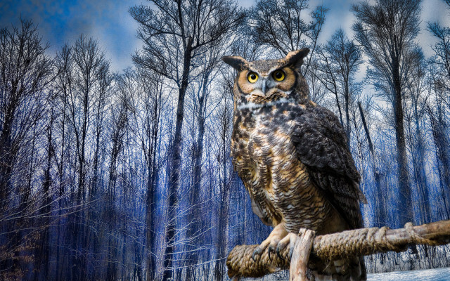 Owl branch forest sky cherry free wallpaper for desktop - medium preview image
