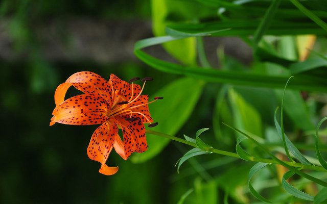 Flower grass water butterfly bokeh free wallpaper for desktop - medium preview image