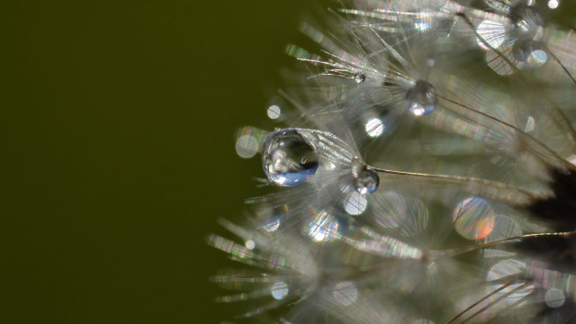Dandelion water drops macro nature free wallpaper for desktop - medium preview image