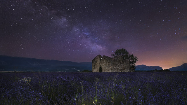Purple flowers night sky stars free wallpaper for desktop - medium preview image