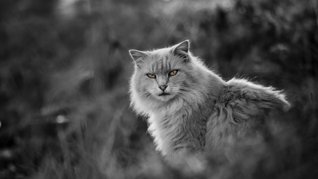 Yellow eyes cat black white free wallpaper for desktop - medium preview image