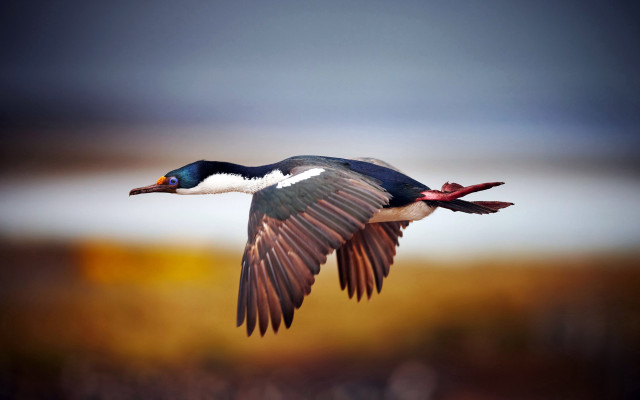 Bird flying wings spread blurry #2 free wallpaper for desktop - medium preview image