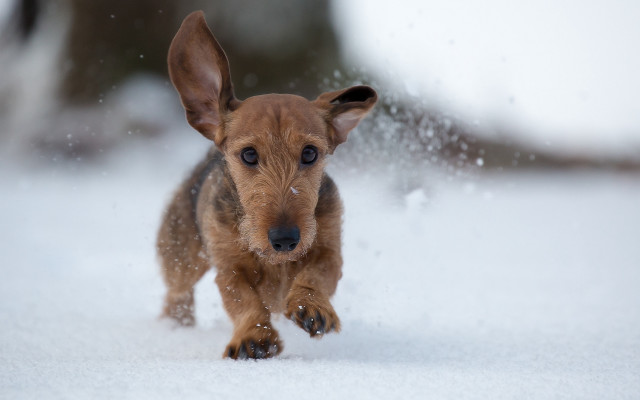 Small brown dog running snow free wallpaper for desktop - medium preview image