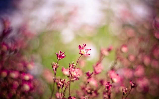 Cherry blossom macro impressionism spring free wallpaper for desktop - medium preview image