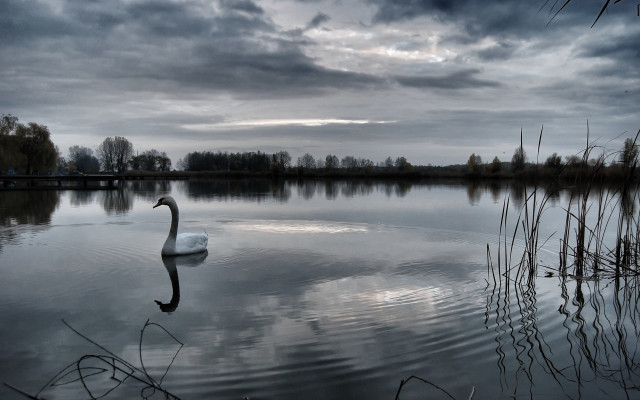 Swan lake cloudy sky bridge free wallpaper for desktop - medium preview image