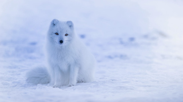 White fox snow blue eyeshadow #2 free wallpaper for desktop - medium preview image