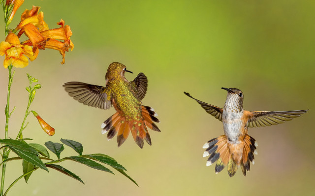 Hummingbirds flower plant yellow background free wallpaper for desktop - medium preview image
