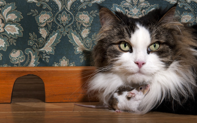 Cat mouse beatrix potter award free wallpaper for desktop - medium preview image