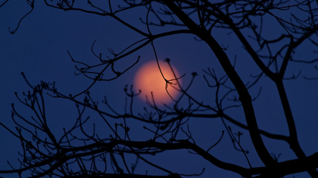 Orange light branched night moon free wallpaper for desktop - medium preview image