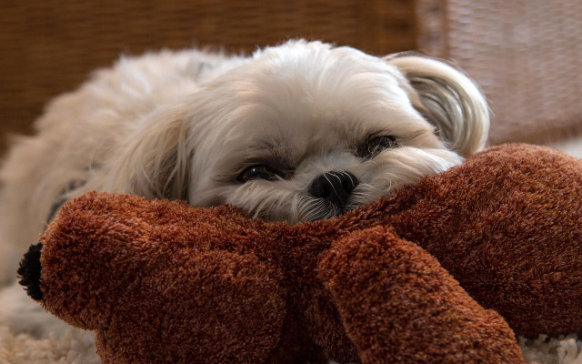 Small white dog laying on free wallpaper for desktop - medium preview image