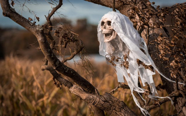 Skeleton veil tree branch field free wallpaper for desktop - medium preview image