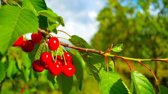 Cherry branch leaves sky bokeh free wallpaper for desktop - medium preview image