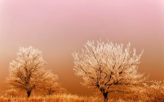 Trees field pink brown clouds free wallpaper for desktop - medium preview image