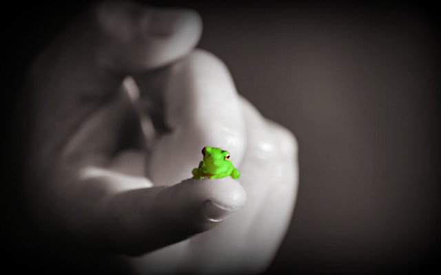Small green frog hand green free wallpaper for desktop - medium preview image