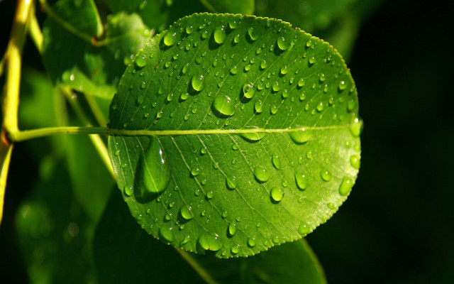 Green leaf water drops macro #20 free wallpaper for desktop - medium preview image