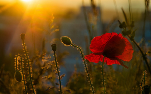 Red flower field sunset water free wallpaper for desktop - medium preview image