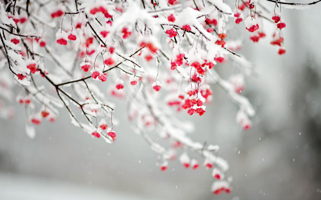 Snow red berries branch winter free wallpaper for desktop - medium preview image