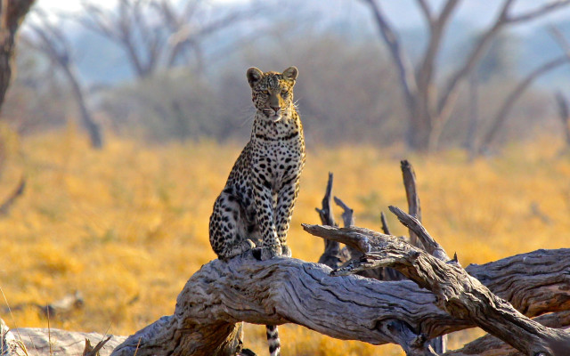 Leopard tree branch drygrass wildlife free wallpaper for desktop - medium preview image