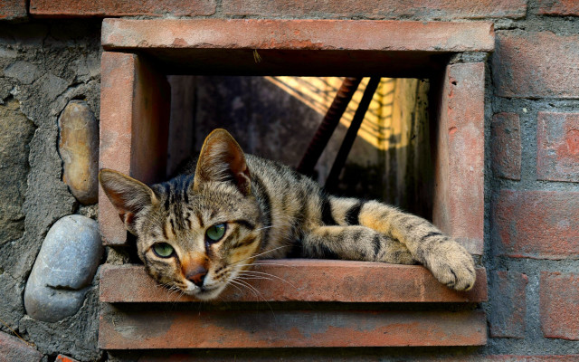 Cat window sill brick wall free wallpaper for desktop - medium preview image