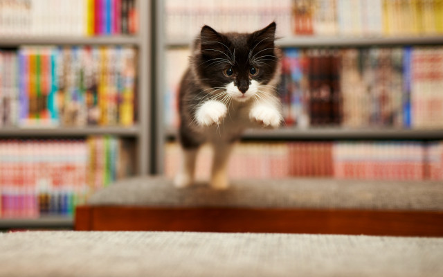 Black white cat library bookshelves free wallpaper for desktop - medium preview image