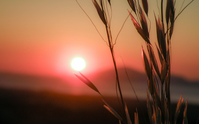 Sunset moon red sky grass free wallpaper for desktop - medium preview image