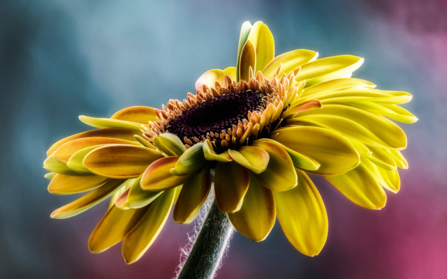 Yellow flower purple center macro free wallpaper for desktop - medium preview image