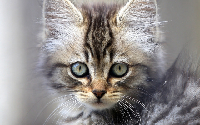 Kitten green eyes looking at free wallpaper for desktop - medium preview image