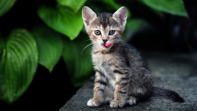 Kitten rock plant tongue out free wallpaper for desktop - medium preview image