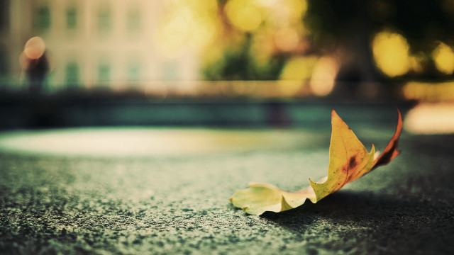 Leaf ground building autumn bokeh free wallpaper for desktop - medium preview image