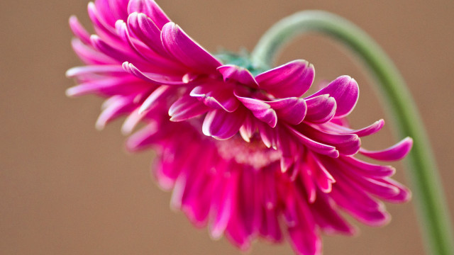 Pink flower green stem brown free wallpaper for desktop - medium preview image