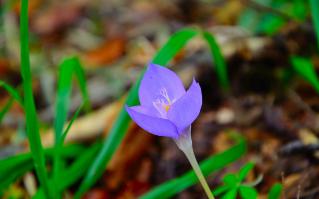 Purple flower forest floor bokeh free wallpaper for desktop - medium preview image
