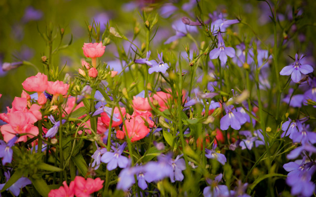 Flower field blurry background pink free wallpaper for desktop - medium preview image