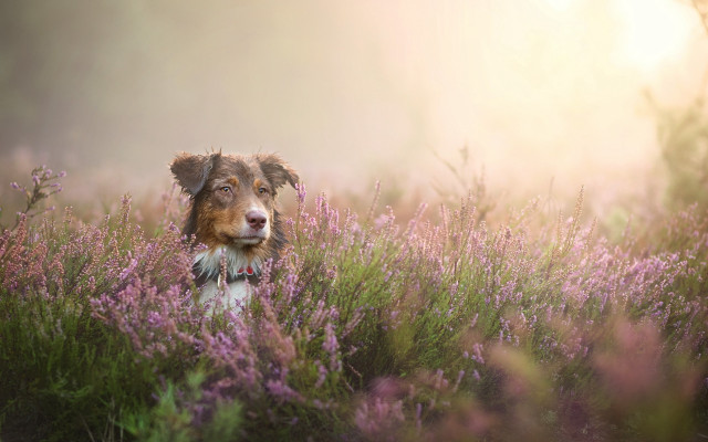 Dog flower field sunshine puzzle free wallpaper for desktop - medium preview image