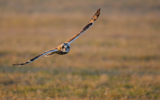 Bird flying grass blurry background free wallpaper for desktop - medium preview image