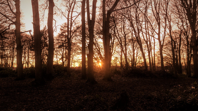 Forest sunset cityscape architecture bush free wallpaper for desktop - medium preview image