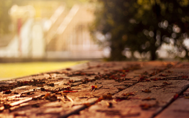Wooden table leaves building tree free wallpaper for desktop - medium preview image
