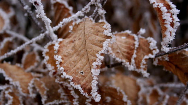 Frosted leaf on ground winter free wallpaper for desktop - medium preview image