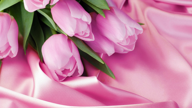 Pink tulips satin background green free wallpaper for desktop - medium preview image
