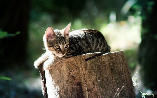 Kitten tree stump woods side free wallpaper for desktop - medium preview image