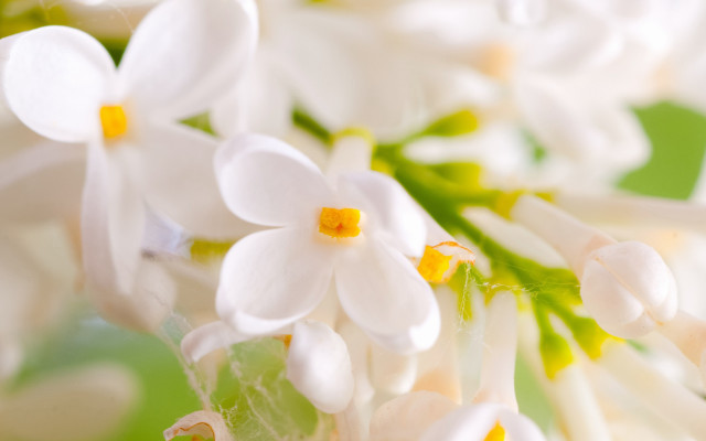White flowers green leaves yellow free wallpaper for desktop - medium preview image