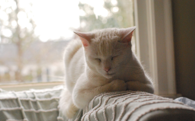 White cat sleeping couch window free wallpaper for desktop - medium preview image