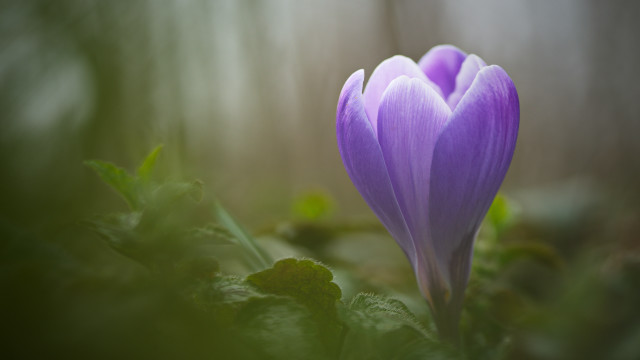 Purple flower green leaves blurry #7 free wallpaper for desktop - medium preview image