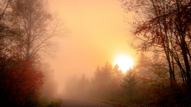 Foggy road trees sunset autumn free wallpaper for desktop - medium preview image