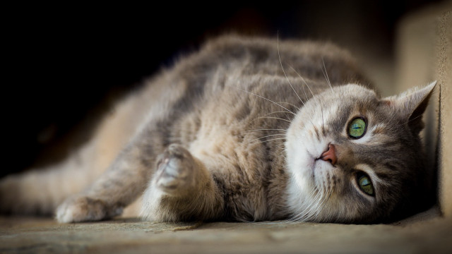 Black cat green eyes superflat free wallpaper for desktop - medium preview image