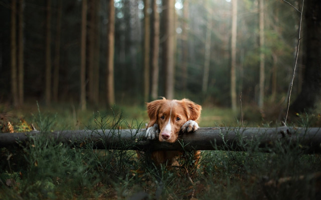 Dog log woods blurry nature free wallpaper for desktop - medium preview image