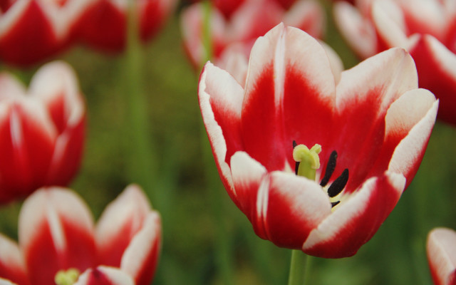 Red white flower bokeh macro #2 free wallpaper for desktop - medium preview image